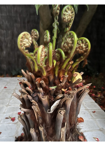 DICKSONIA antartica