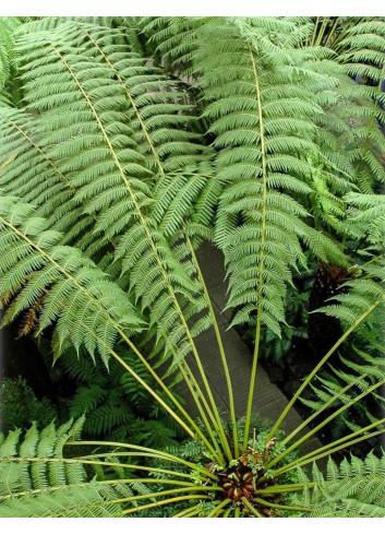 DICKSONIA antartica
