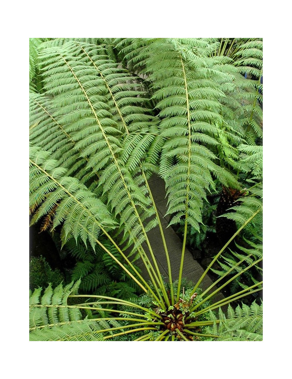 DICKSONIA antartica