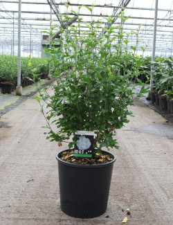 HIBISCUS syriacus En pot de 15-20 litres