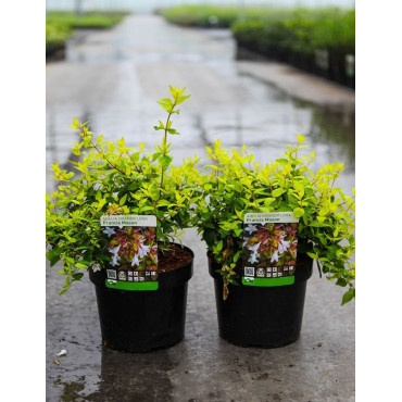 ABELIA FRANCIS MASON En pot de 3-4 litres buisson diamètre 020-030 cm
