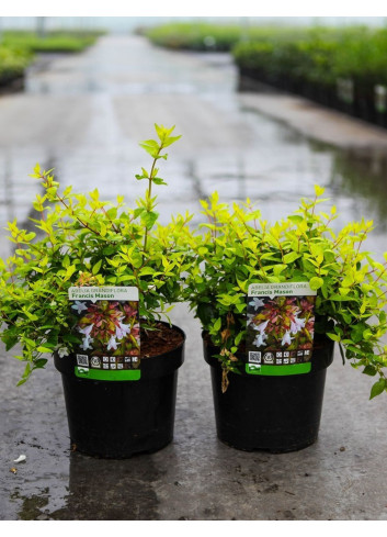 ABELIA FRANCIS MASON En pot de 3-4 litres buisson diamètre 020-030 cm