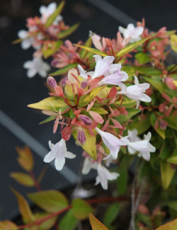 ABELIA FRANCIS MASON