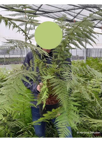 DICKSONIA antartica En pot de 5-7 litres