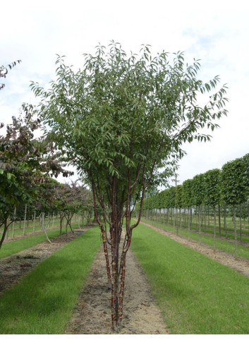 PRUNUS serrula BRANKLYN