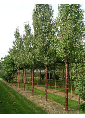 PRUNUS serrula BRANKLYN