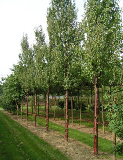 PRUNUS serrula BRANKLYN