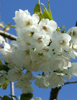 PRUNUS serrula BRANKLYN