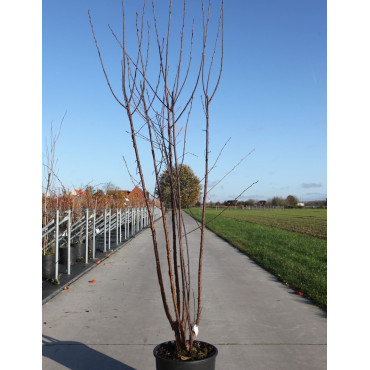 PRUNUS serrula BRANKLYN En pot de 15-20 litres