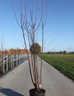 PRUNUS serrula BRANKLYN En pot de 15-20 litres