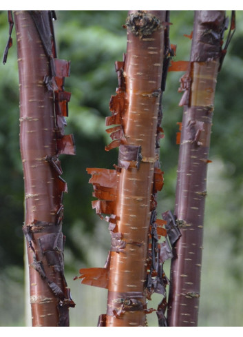 PRUNUS serrula BRANKLYN