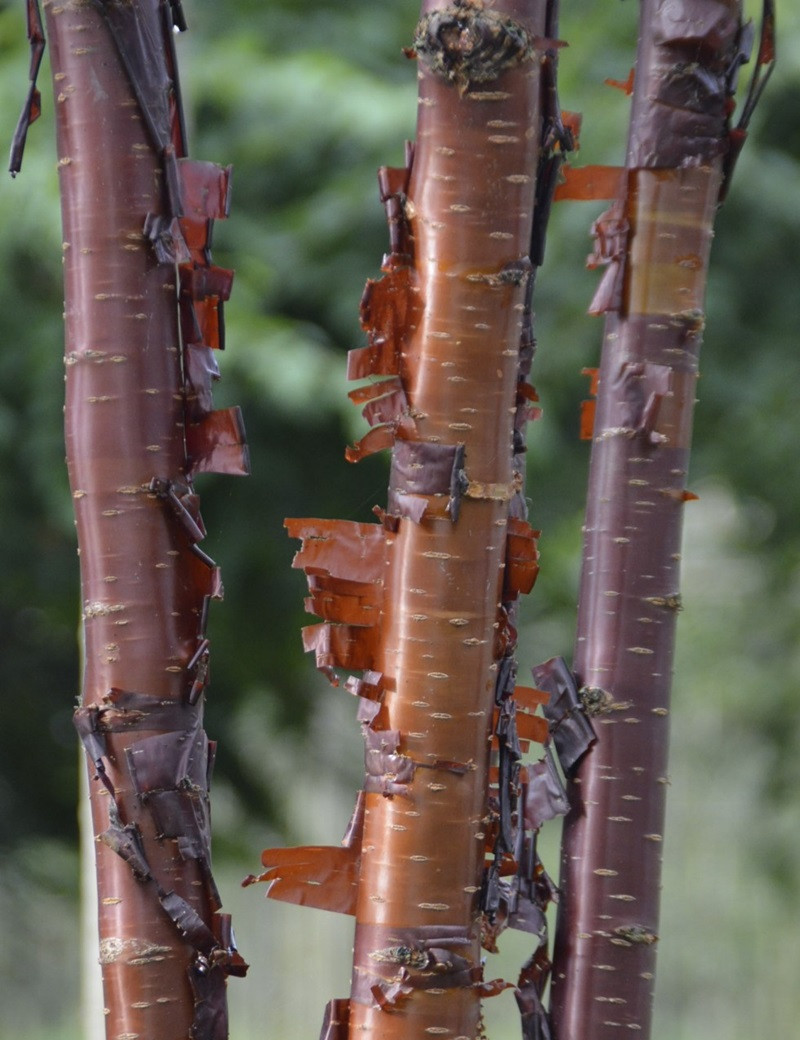 PRUNUS serrula BRANKLYN