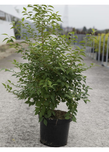 STYRAX japonicus En pot de 10-12 litres