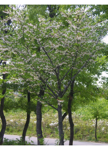 STYRAX japonicus