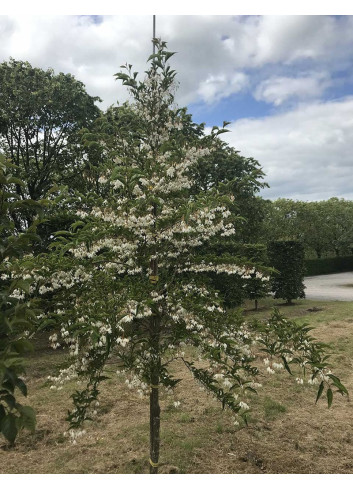 STYRAX japonicus