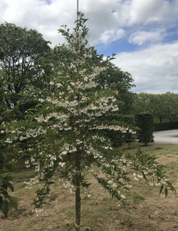 STYRAX japonicus