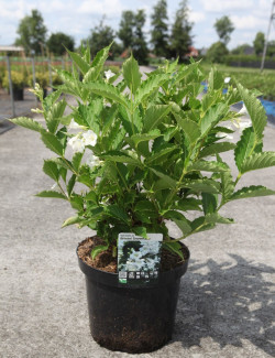 WEIGELA SNOWFLAKE Enpot de 10-12 litres