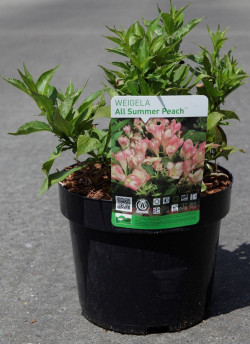 weigelia-all-summer-peach-weigela-all-summer-peach-3.jpg