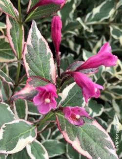 WEIGELA ALL SUMMER MONET