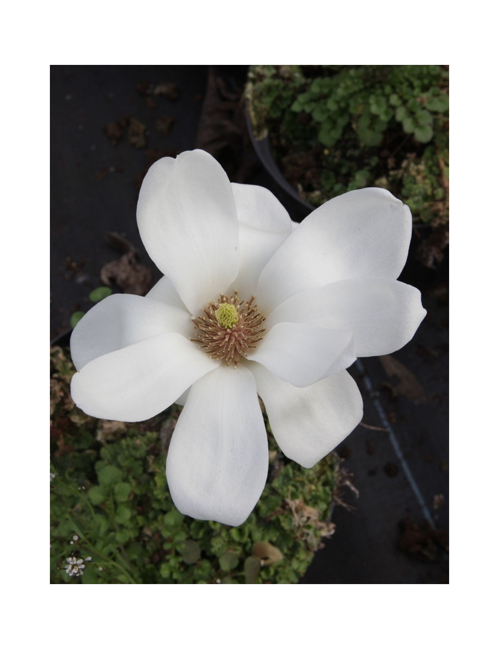 MAGNOLIA denudata DOUBLE DIAMOND