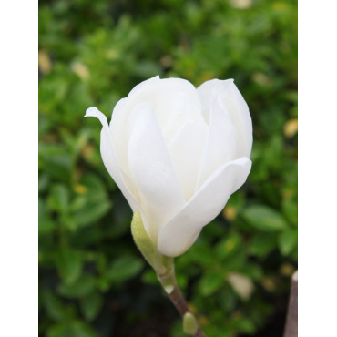 MAGNOLIA denudata DOUBLE DIAMOND