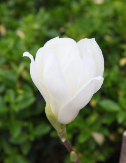 MAGNOLIA denudata DOUBLE DIAMOND