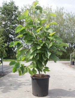 MAGNOLIA denudata DOUBLE DIAMOND En pot de 30-35 litres