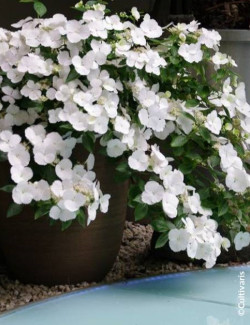 HYDRANGEA RUNAWAY BRIDE