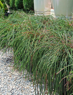 THUJA plicata WHIPCORD