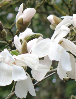 MAGNOLIA WADA'S MEMORY