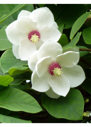 MAGNOLIA sieboldii