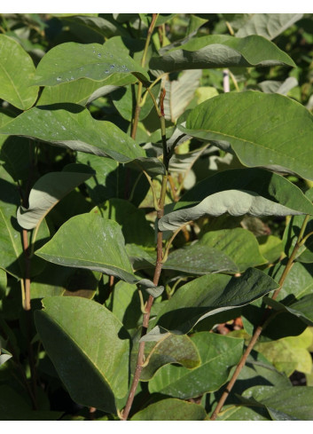 MAGNOLIA sieboldii