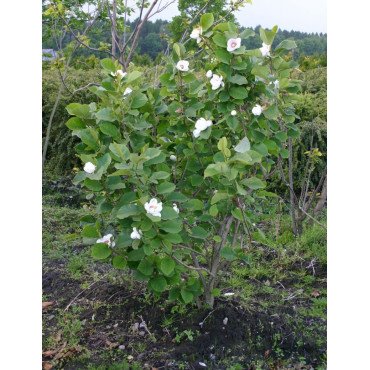 MAGNOLIA sieboldii