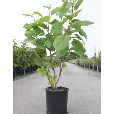 MAGNOLIA sieboldii En pot de 10-12 litres forme buisson