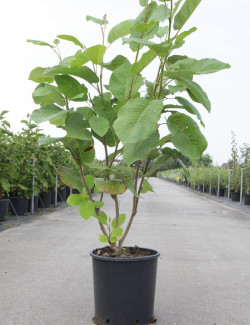 MAGNOLIA sieboldii En pot de 10-12 litres forme buisson