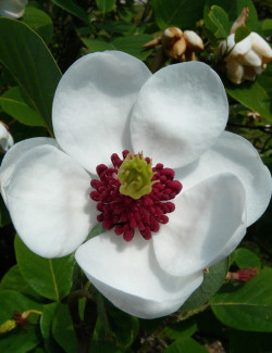MAGNOLIA sieboldii