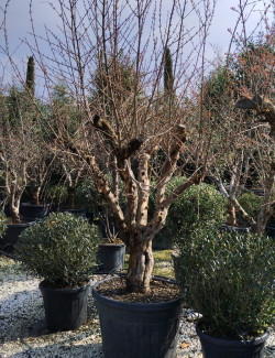 PUNICA granatum En pot de 110 litres Vieux sujet âgé de 15 ans