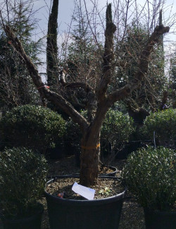 PUNICA granatum En pot de 230 litres Vieux sujet âgé de 20 ans