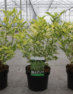 SAMBUCUS nigra MADONNA En pot de 3-4 litres forme buisson