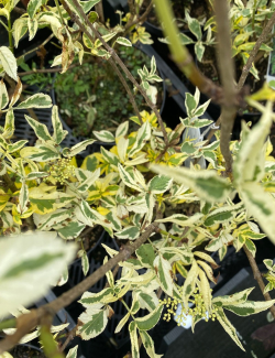 SAMBUCUS nigra MADONNA