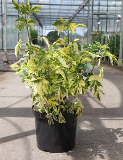 SAMBUCUS nigra MADONNA En pot de 10-12 litres forme buisson