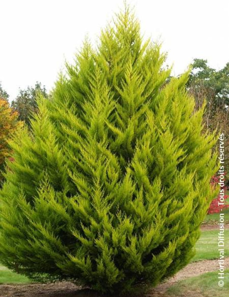 CUPRESSUS macrocarpa GOLDCREST