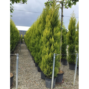 CUPRESSUS macrocarpa GOLDCREST