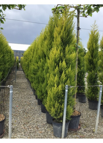 CUPRESSUS macrocarpa GOLDCREST