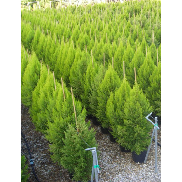 CUPRESSUS macrocarpa GOLDCREST