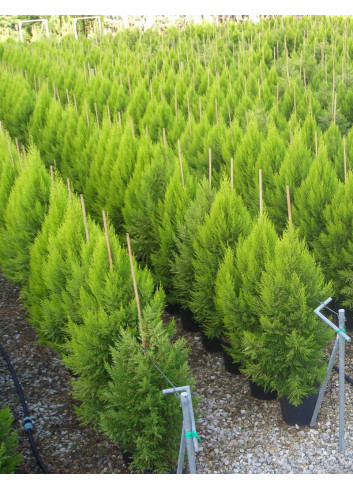 CUPRESSUS macrocarpa GOLDCREST