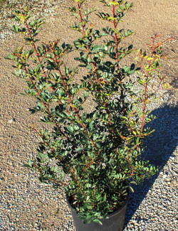 PISTACIA lentiscus