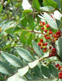 PISTACIA lentiscus