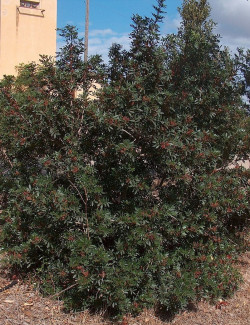 PISTACIA lentiscus