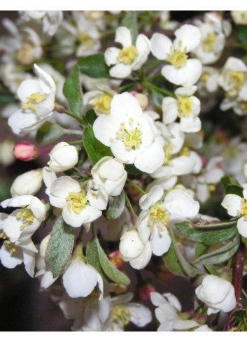 MALUS toringo TINA